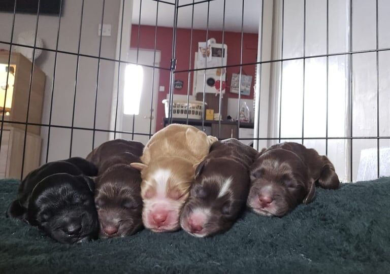 Cocker Spaniel puppies for sale in Kirkcaldy, Fife – 9 months old - Image 1 of 3