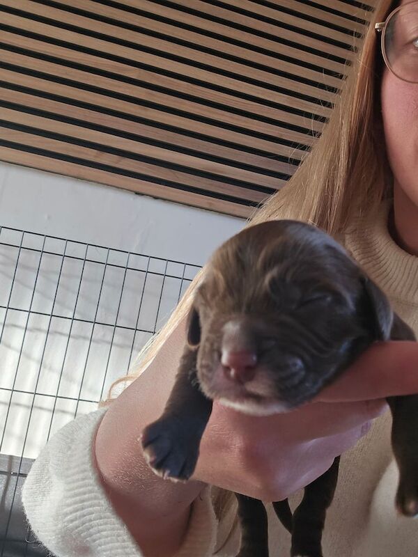 Cocker Spaniel puppies for sale in Kirkcaldy, Fife – 9 months old - Image 2 of 3