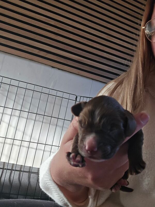 Cocker Spaniel puppies for sale in Kirkcaldy, Fife – 9 months old - Image 3 of 3