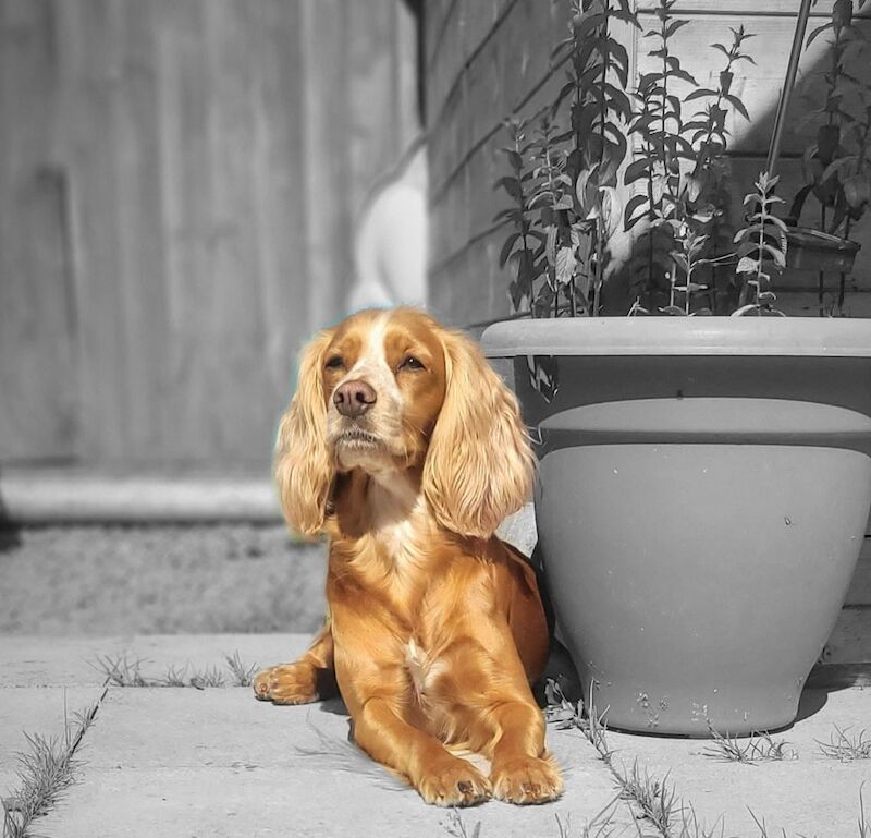 Cocker Spaniel puppies for sale in Caerphilly / Caerffili, Gwent – 6 weeks old