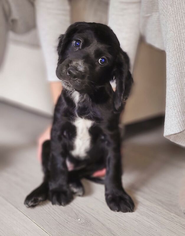 Cocker Spaniel puppies for sale in Caerphilly / Caerffili, Gwent – 3 months old - Image 2 of 4