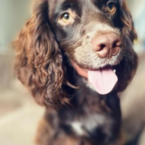 Working Cocker Spaniel Pups For Sale For Sale in Haverhill, Suffolk