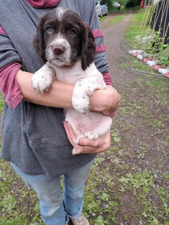Cocker Spaniel puppies for sale in Monnington on Wye, Herefordshire – 1 year old - Image 1 of 5