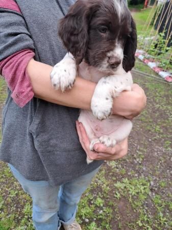 Cocker Spaniel puppies for sale in Monnington on Wye, Herefordshire – 1 year old - Image 2 of 5