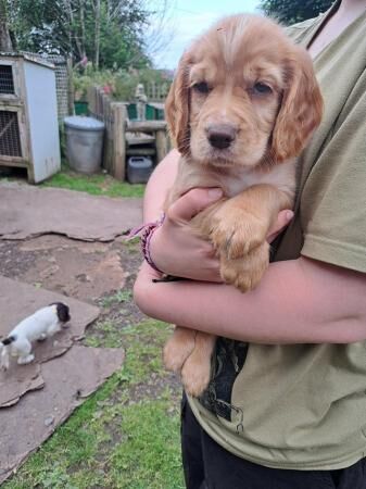 Cocker Spaniel puppies for sale in Monnington on Wye, Herefordshire – 1 year old - Image 3 of 5