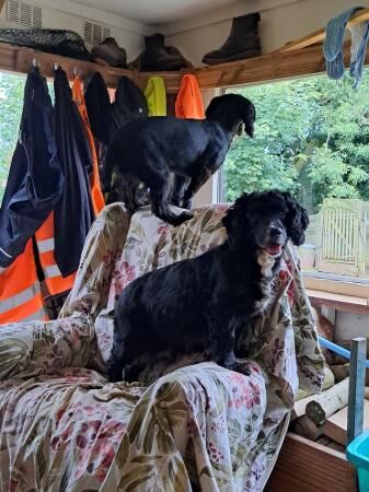 Cocker Spaniel puppies for sale in Monnington on Wye, Herefordshire – 1 year old - Image 4 of 5