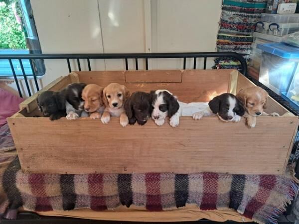 Cocker Spaniel puppies for sale in Monnington on Wye, Herefordshire – 1 year old - Image 5 of 5