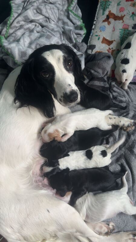 Cocker Spaniel puppies for sale in Perth, Perth And Kinross – 1 year old - Image 2 of 3