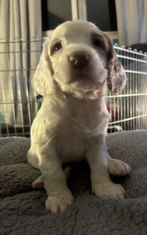 Cocker Spaniel puppies for sale in Perth, Perth And Kinross – 1 year old - Image 3 of 3