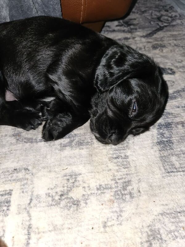 Cocker Spaniel puppies for sale in Whitby, North Yorkshire – 5 weeks old