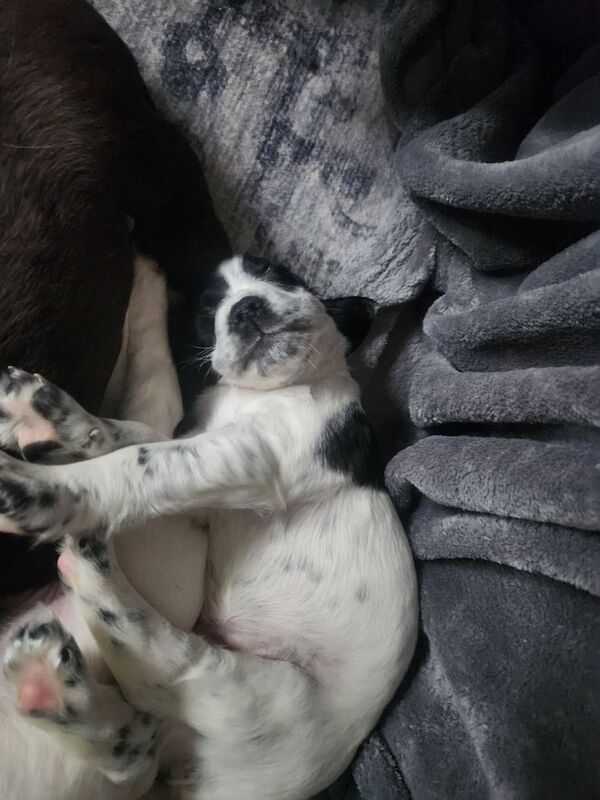 Cocker Spaniel puppies for sale in Whitby, North Yorkshire – 5 weeks old - Image 2 of 5