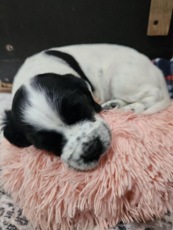 Cocker Spaniel puppies for sale in Whitby, North Yorkshire – 5 weeks old - Image 3 of 5