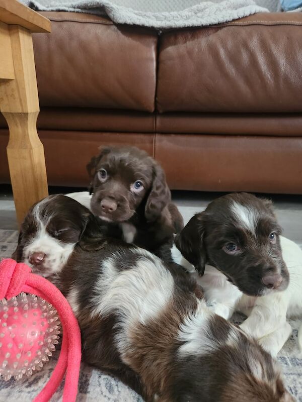 Cocker Spaniel puppies for sale in Whitby, North Yorkshire – 5 weeks old - Image 4 of 5