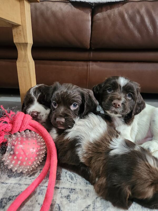 Cocker Spaniel puppies for sale in Whitby, North Yorkshire – 5 weeks old - Image 5 of 5