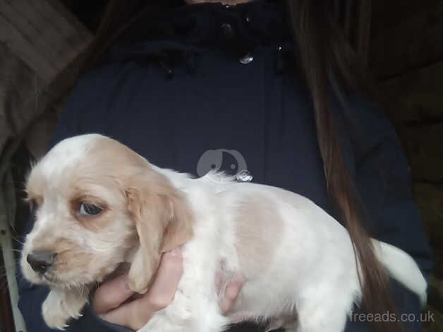 Cocker Spaniel puppies for sale in Cwmbran/Cwmbrân, Newport – 9 months old - Image 1 of 5