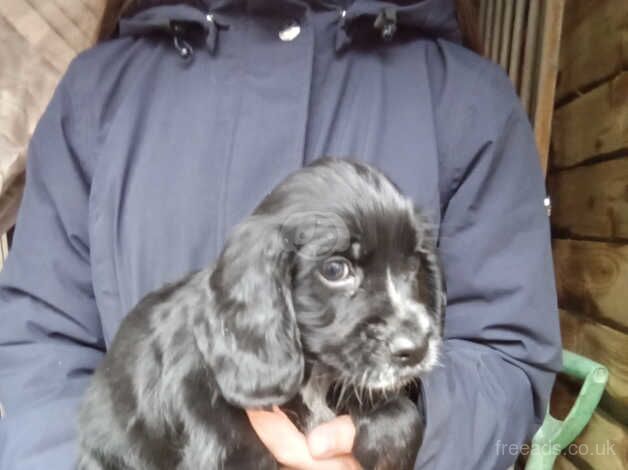 Cocker Spaniel puppies for sale in Cwmbran/Cwmbrân, Newport – 9 months old - Image 2 of 5
