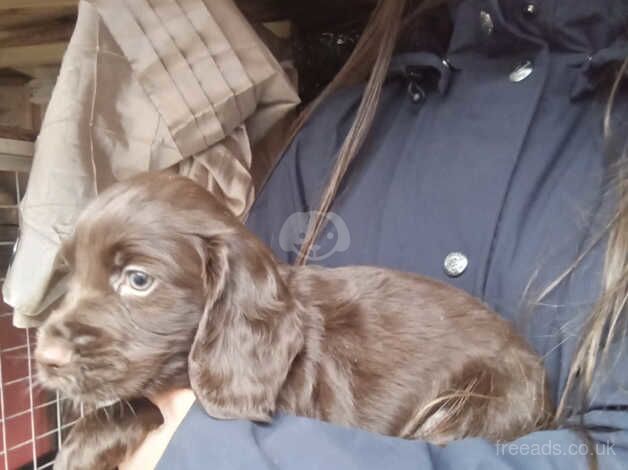 Cocker Spaniel puppies for sale in Cwmbran/Cwmbrân, Newport – 9 months old - Image 3 of 5