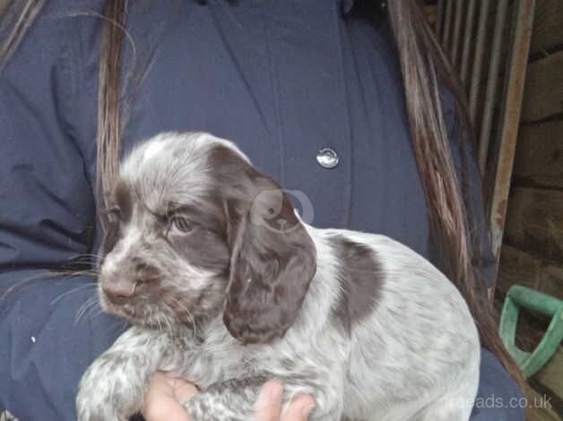 Cocker Spaniel puppies for sale in Cwmbran/Cwmbrân, Newport – 9 months old - Image 4 of 5