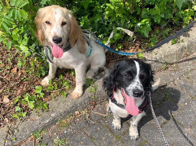 Cocker Spaniel puppies for sale in Wolverhampton, West Midlands – 1 year old - Image 2 of 3
