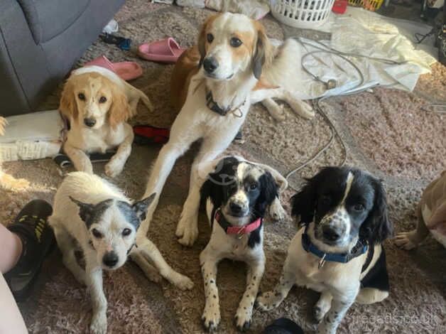 Cocker Spaniel puppies for sale in Wolverhampton, West Midlands – 1 year old - Image 3 of 3