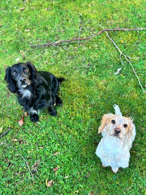 Working Cocker Spaniels (KC registered)
