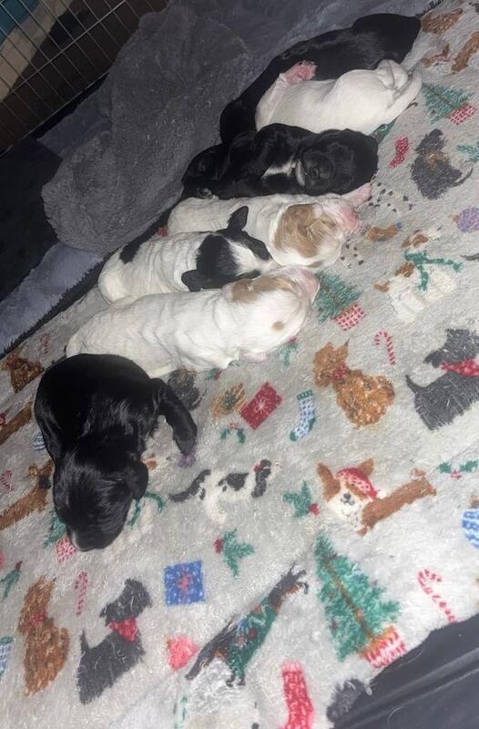 Cocker Spaniel puppies for sale in Perth, Perth and Kinross – 11 months old - Image 1 of 3