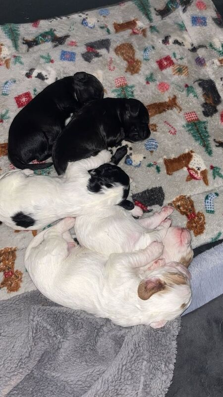 Cocker Spaniel puppies for sale in Perth, Perth and Kinross – 11 months old - Image 2 of 3