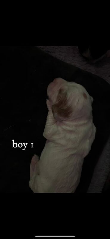 Cocker Spaniel puppies for sale in Perth, Perth and Kinross – 11 months old - Image 3 of 3