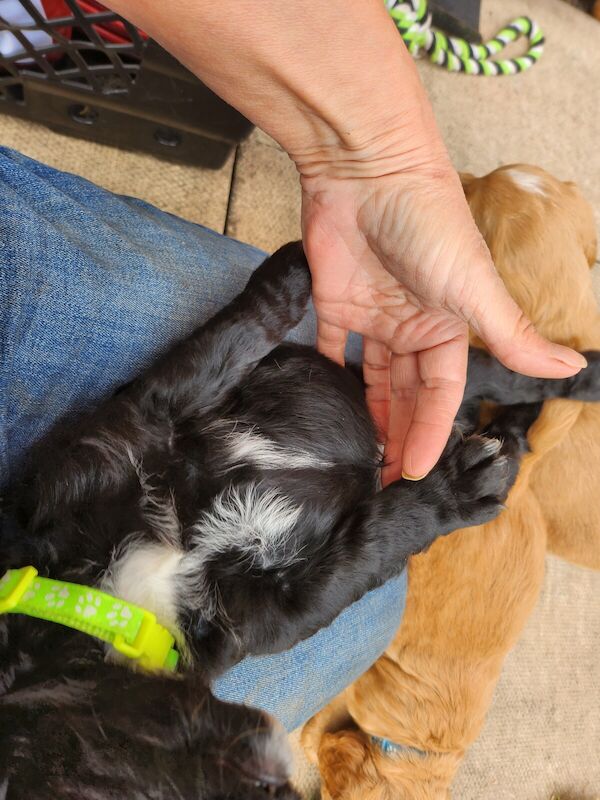 Working cocker spaniels pups for sale in Carlisle, Cumbria - Image 3