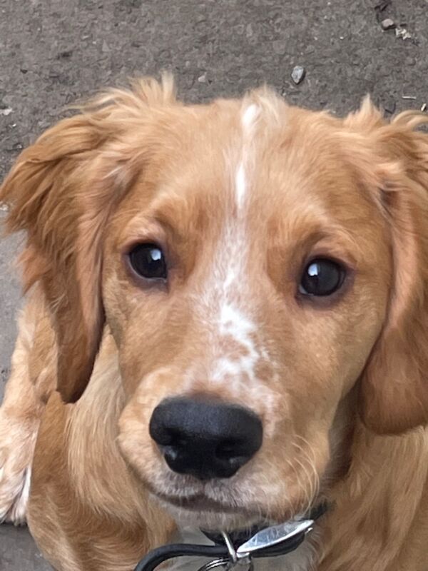 Working cocker stud - Image 1 of 3