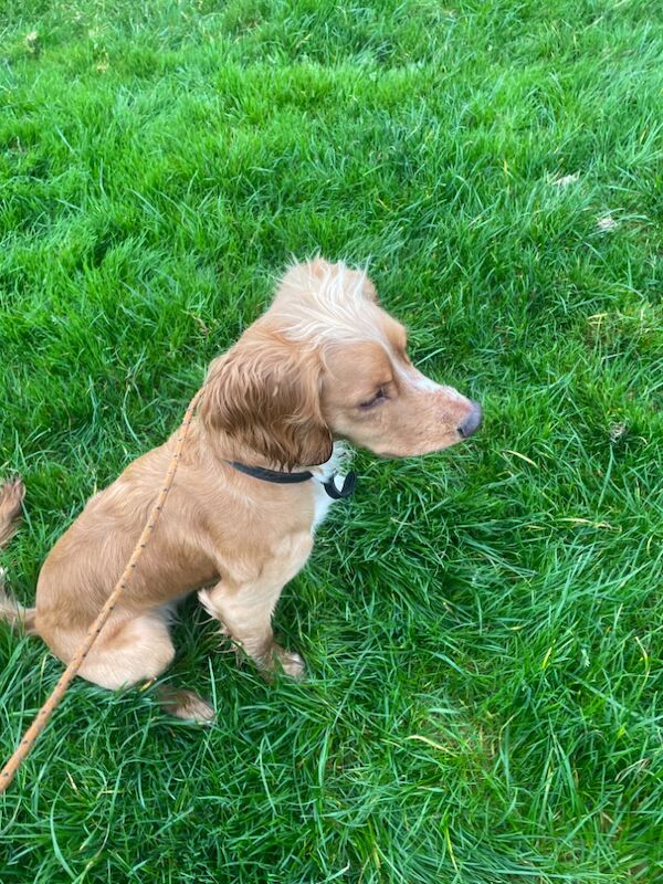 Working cocker stud - Image 2 of 3