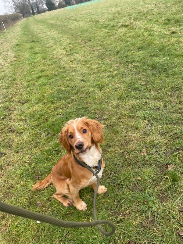 Working cocker stud - Image 3 of 3