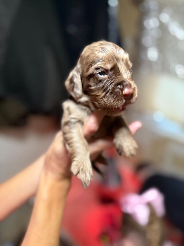 Cocker Spaniel puppies for sale in Godalming, Surrey – KC registered, 2 weeks old