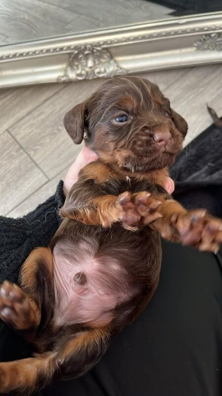 Cocker Spaniel puppies for sale in Swansea / Abertawe, West Glamorgan – 9 months old - Image 2 of 3