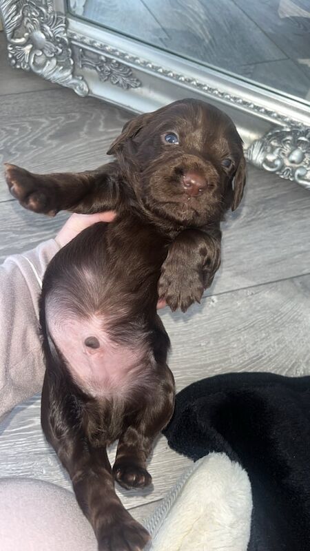 working type cocker spaniel boys for sale in Swansea / Abertawe, West Glamorgan - Image 3
