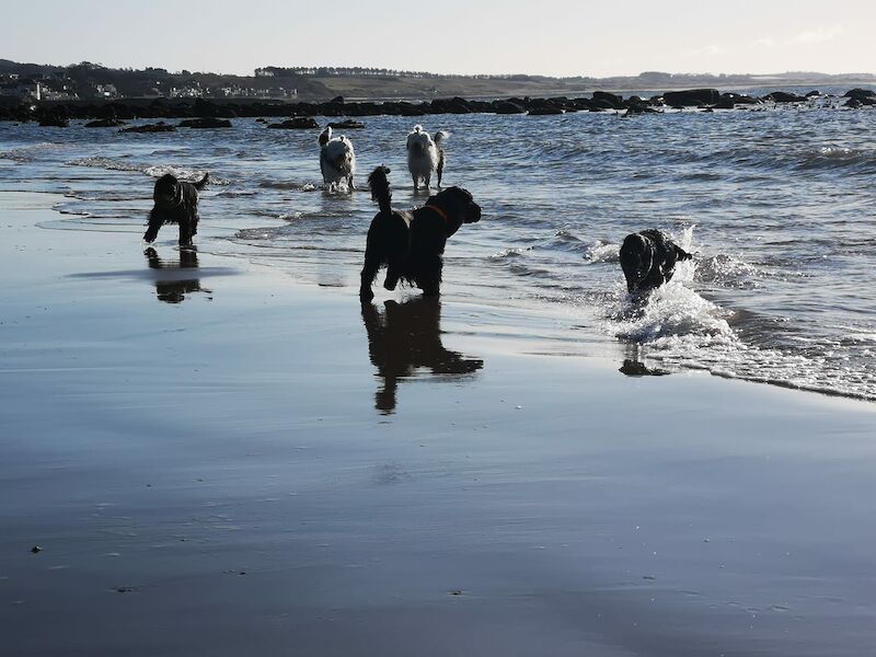 Mario Blazej - Cocker Spaniel breeder