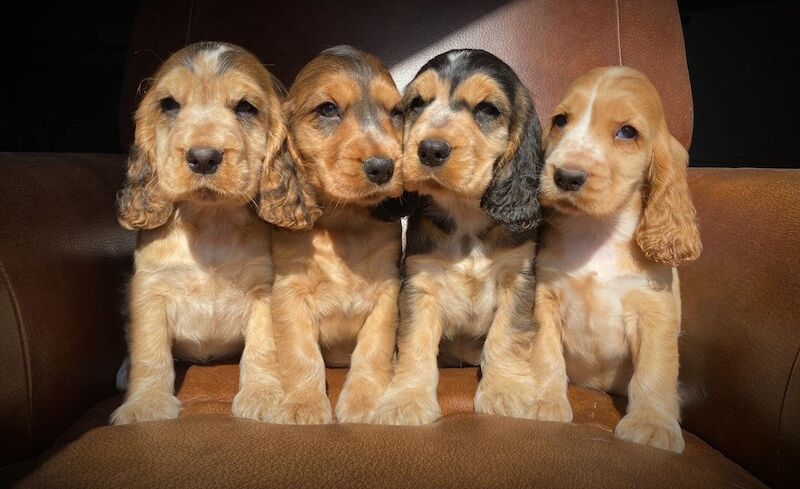 Show Cocker Spaniel Puppies For Sale Cocker Spaniel Owners Show Cocker Spaniel Puppies For Sale Cocker Spaniel Owners