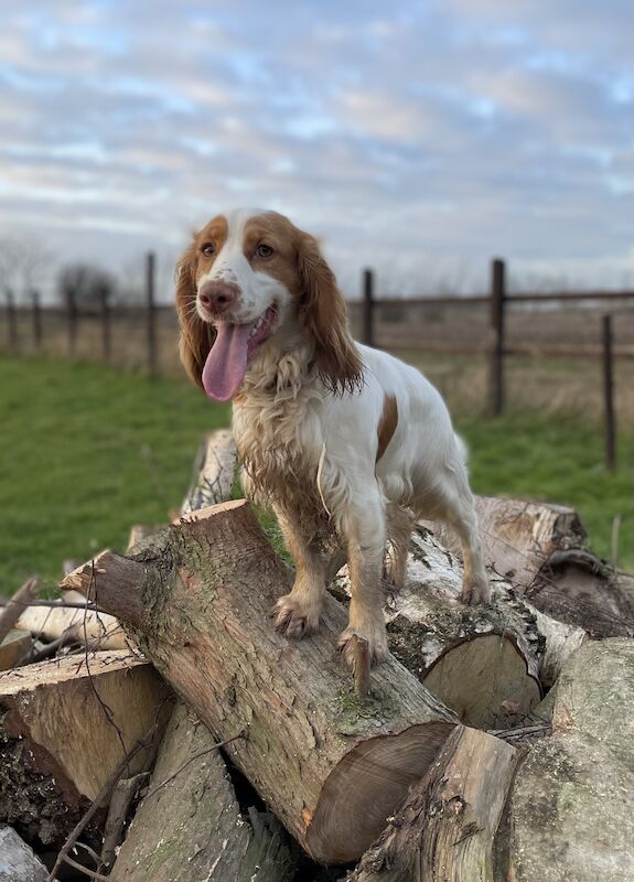 Bonnie