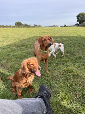 Helen Oliver-Masters - Licensed Cocker Spaniel Breeder
