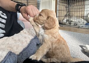 Jumbana Dogs - Licensed Cocker Spaniel Breeder
