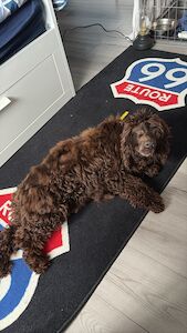 Debbie Brown - Cocker Spaniel breeder