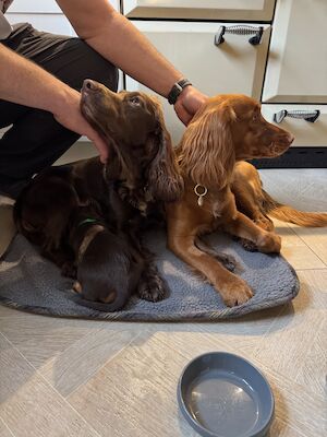 Kristen Smith - Cocker Spaniel breeder