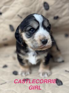 marion Collins - Cocker Spaniel breeder