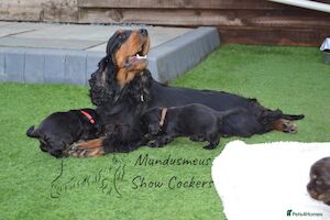 Tina - Licensed Cocker Spaniel breeder