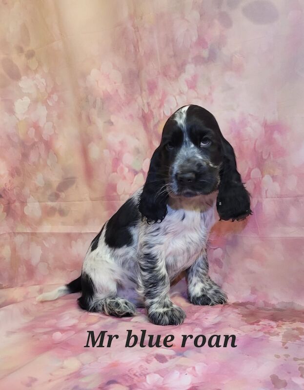 Jenny Riley - Licensed Cocker Spaniel Breeder - Image 1