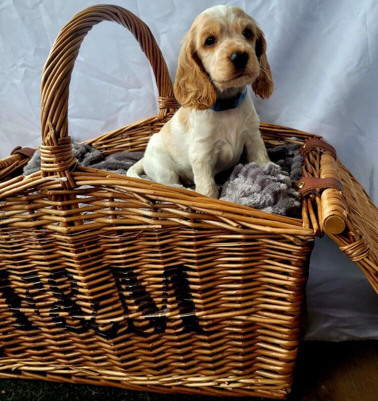 Jenny Riley - Licensed Cocker Spaniel Breeder - Image 2