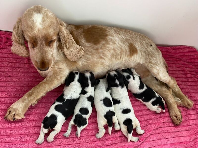Jenny Riley - Licensed Cocker Spaniel Breeder on Cocker Spaniel Owners - Image 3
