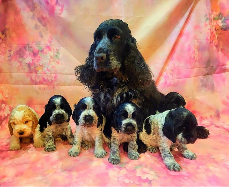 Jenny Riley - Licensed Cocker Spaniel Breeder on Cocker Spaniel Owners - Image 4