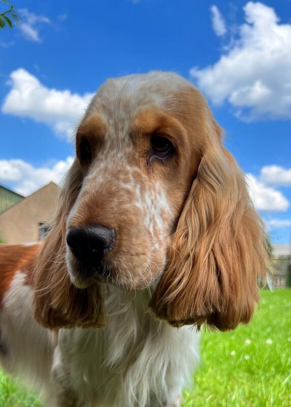 Jenny Riley - Licensed Cocker Spaniel Breeder on Cocker Spaniel Owners - Image 5