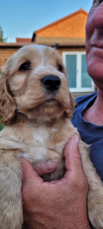 Julie kay - Private Seller on Cocker Spaniel Owners - Image 1